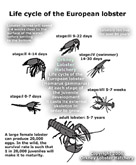 life cycle of European lobster